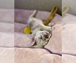 Small Photo #5 French Bulldog Puppy For Sale in PHILADELPHIA, PA, USA