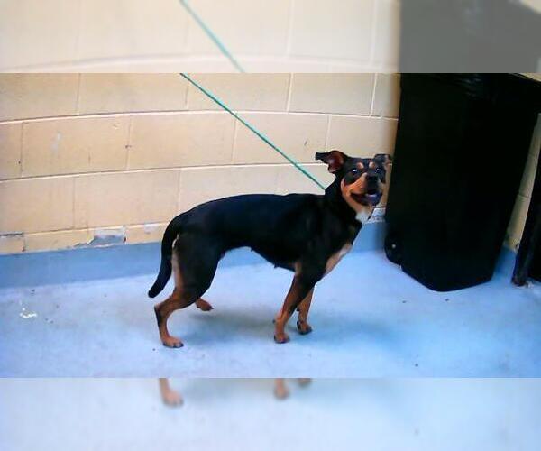 Medium Photo #1 Rottweiler-Unknown Mix Puppy For Sale in Tulsa, OK, USA