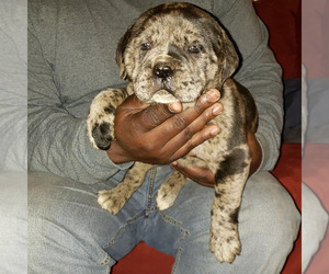 American Bandogge Puppy for sale in COLUMBUS, GA, USA