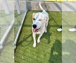 Small #4 Retriever  Mix