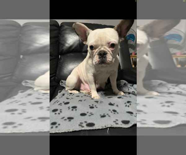 Medium Photo #1 French Bulldog Puppy For Sale in POMONA, CA, USA