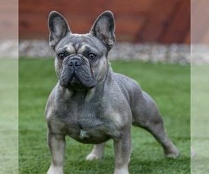 Father of the French Bulldog puppies born on 05/20/2022