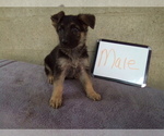 Small #4 German Shepherd Dog
