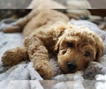 Small #2 Goldendoodle (Miniature)