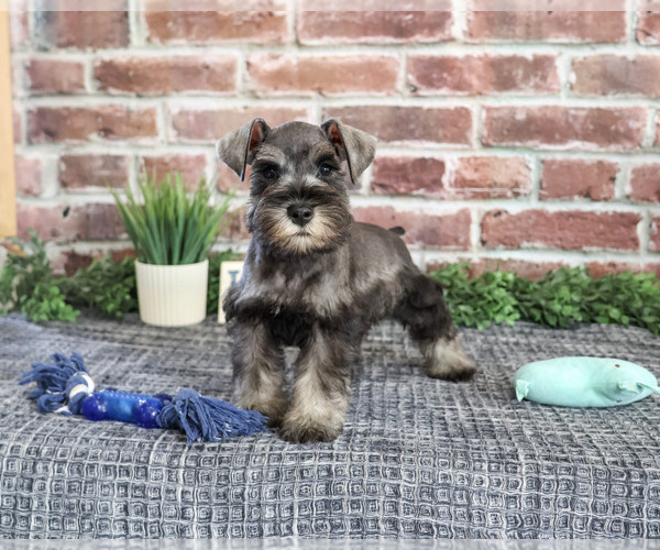Medium Photo #3 Schnauzer (Miniature) Puppy For Sale in SYRACUSE, IN, USA