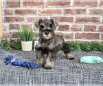 Small Photo #3 Schnauzer (Miniature) Puppy For Sale in SYRACUSE, IN, USA