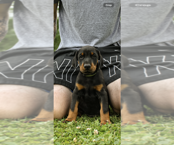 Medium Photo #10 Doberman Pinscher Puppy For Sale in FRANKLIN, PA, USA