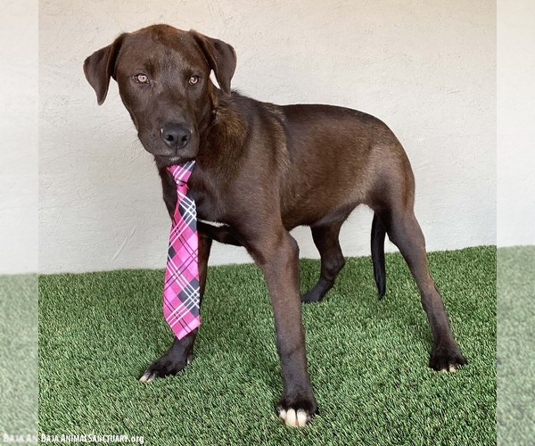 Medium Photo #10 Chocolate Labrador retriever-Weimaraner Mix Puppy For Sale in San Diego, CA, USA