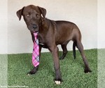 Small #9 Chocolate Labrador retriever-Weimaraner Mix