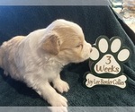 Small Photo #5 Border Collie Puppy For Sale in GIDDINGS, TX, USA