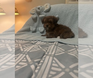Poodle (Toy)-Yorkshire Terrier Mix Puppy for sale in BENSON, NC, USA