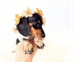 Small #9 Dachshund