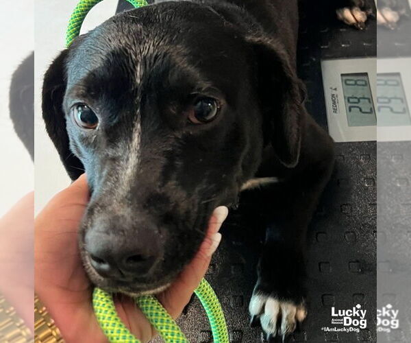 Medium Photo #1 Labrador Retriever-Unknown Mix Puppy For Sale in Washington, DC, USA