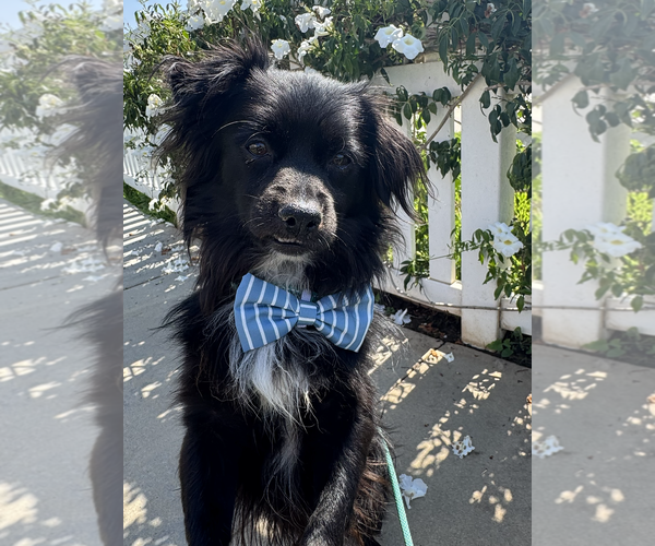 Medium Photo #1 Chiranian Puppy For Sale in Newport Beach, CA, USA