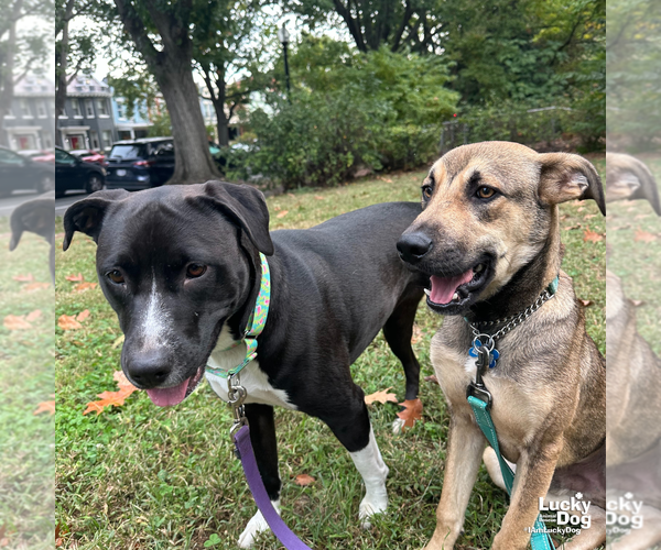 Medium Photo #7 Labrador Retriever-Unknown Mix Puppy For Sale in Washington, DC, USA