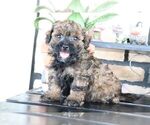 Small #2 ShihPoo