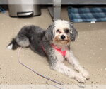 Small #2 Lhasa Apso Mix