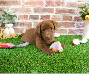 Labrador Retriever Puppy for sale in SYRACUSE, IN, USA