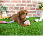 Image preview for Ad Listing. Nickname: Lauren