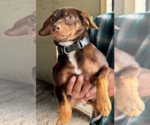 Small #8 Chihuahua Mix