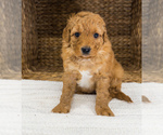 Small Photo #2 Bernedoodle (Miniature) Puppy For Sale in UNIONVILLE, IA, USA