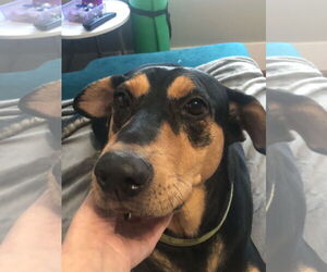 Madeline - Female Doberman Pinscher-Pointer Mix Dog for Adoption - Photo #4