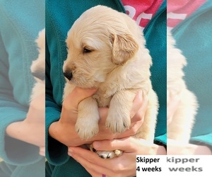 Golden Retriever Puppy for sale in DELANO, MN, USA