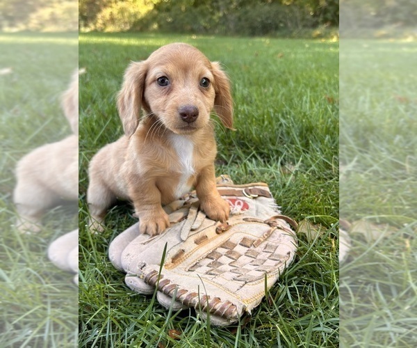 Medium Photo #1 Dachshund Puppy For Sale in MIDDLEBURY, IN, USA