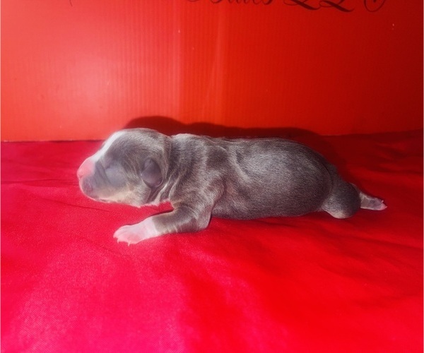Medium Photo #1 American Bully Puppy For Sale in TRENTON, NJ, USA