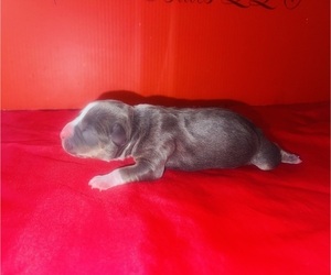 Medium American Bully