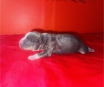 Puppy 4 American Bully