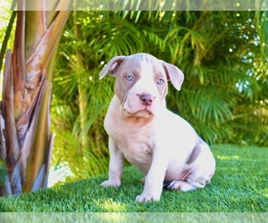 American Bully Puppy for sale in DELTONA, FL, USA