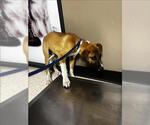 Small Black Mouth Cur Mix