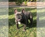 Small Photo #1 French Bulldog Puppy For Sale in CITY INDUSTRY, CA, USA