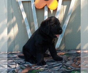 Labradoodle Puppy for sale in CANAJOHARIE, NY, USA