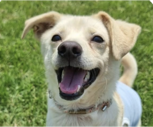 Mutt Dogs for adoption in San Ramon, CA, USA