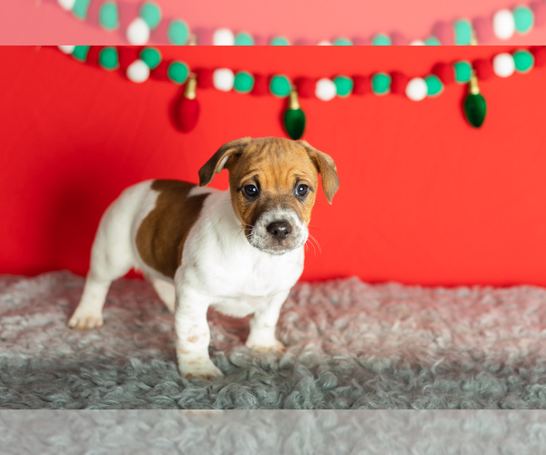 Medium Photo #27 Alapaha Blue Blood Bulldog-Jack Russell Terrier Mix Puppy For Sale in MILLERSBURG, IN, USA