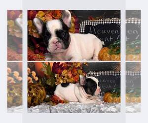French Bulldog Puppy for sale in HUDSON, CO, USA