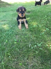 Airedale Terrier Puppy for sale in LAINGSBURG, MI, USA