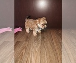 Small #8 Yorkshire Terrier