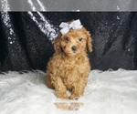 Puppy Sadie AKC Poodle (Toy)