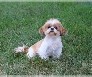 Mother of the Shih Tzu puppies born on 08/09/2026