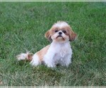 Small Photo #1 Shih Tzu Puppy For Sale in SYRACUSE, IN, USA