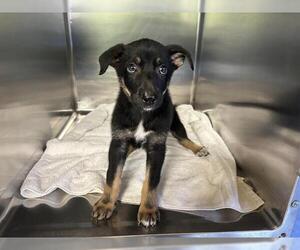 German Shepherd Dog-Unknown Mix Dogs for adoption in Grand Prairie, TX, USA