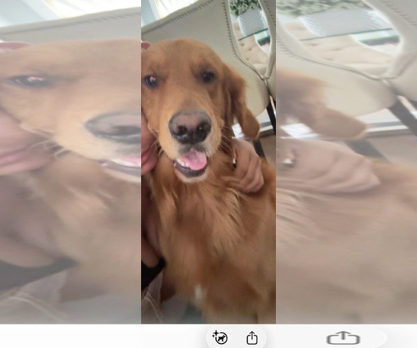 Medium Photo #1 Golden Retriever-Unknown Mix Puppy For Sale in Westwood, NJ, USA