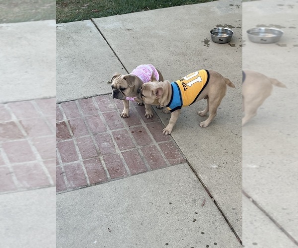 Medium Photo #4 French Bulldog Puppy For Sale in POMONA, CA, USA