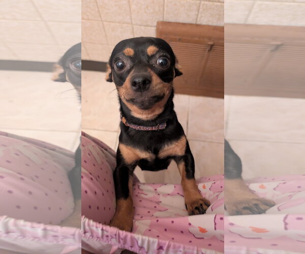 Medium Photo #5 Chihuahua-Unknown Mix Puppy For Sale in Plainfield, IL, USA
