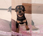 Small #4 Chihuahua Mix