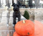 Small #3 Schnauzer (Miniature)