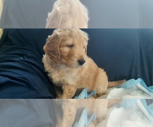 Labradoodle Puppy for sale in ENUMCLAW, WA, USA